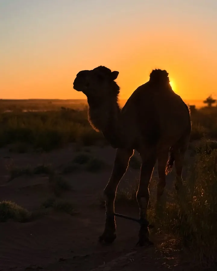 Camel against the setting sun