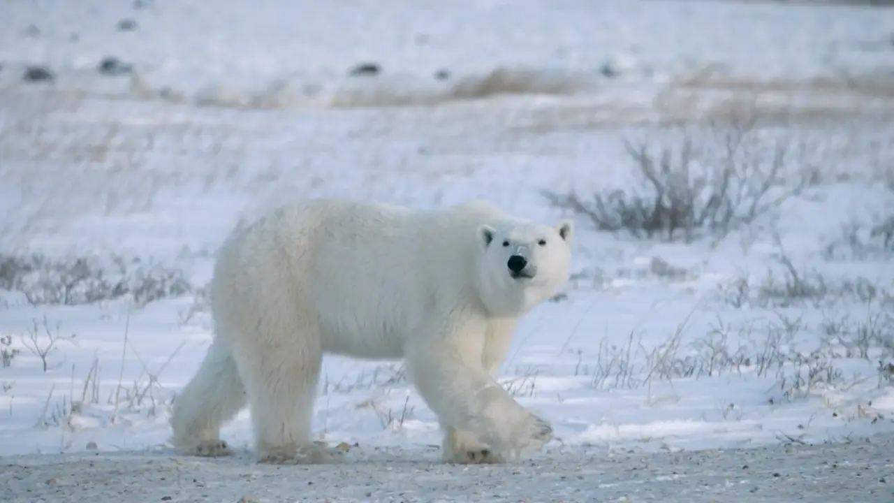 SAT.1 NRW Beitrag: Eisbär in der arktischen Tundra